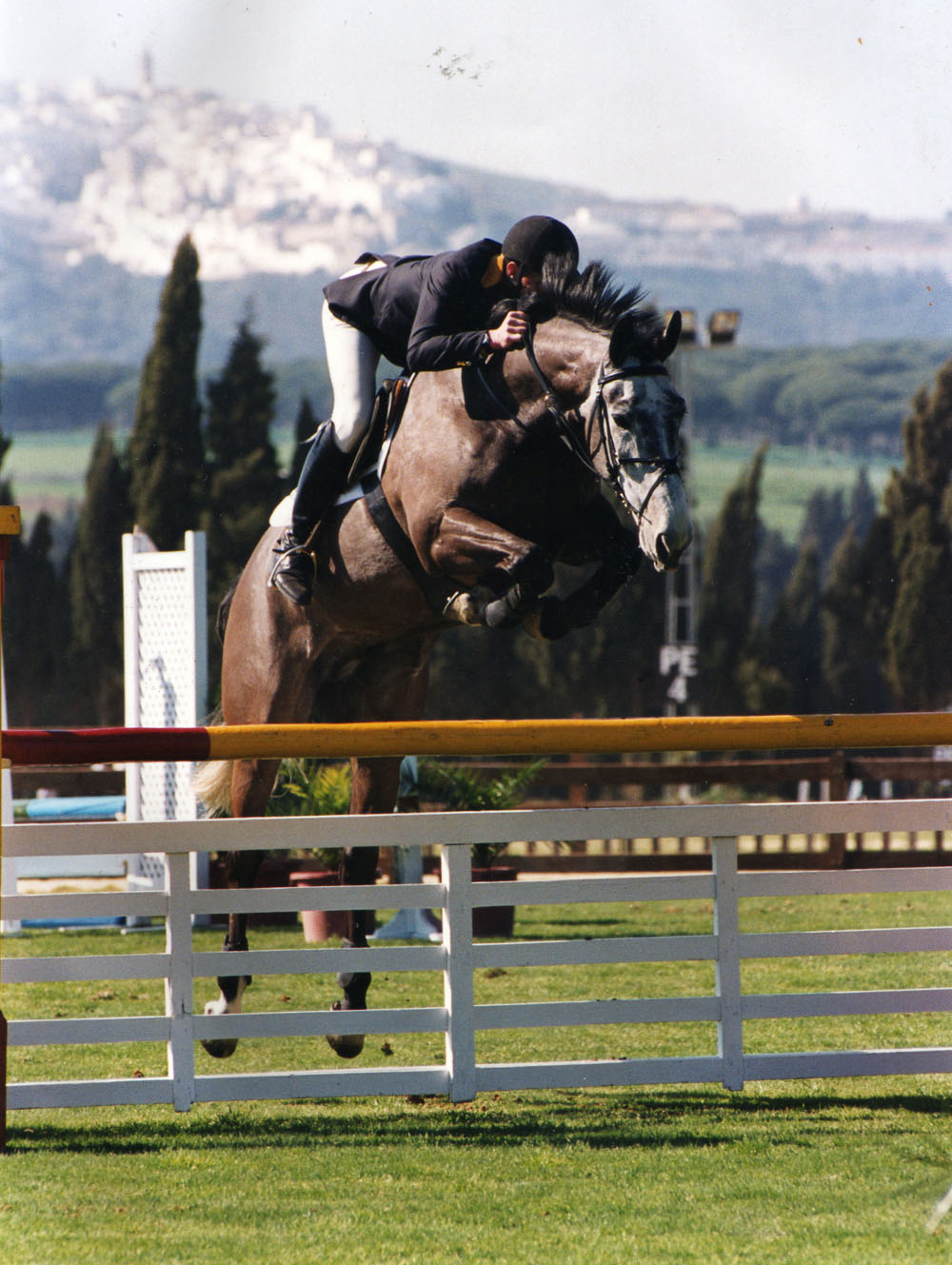 Show Jumping Horse
